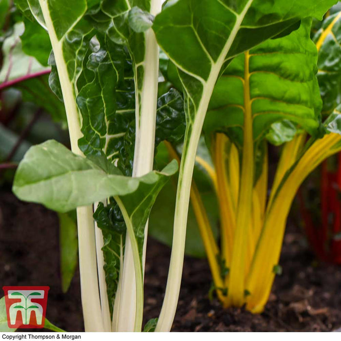 Swiss Chard 'Bright Lights'