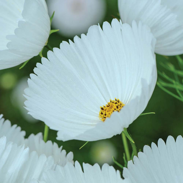 Cosmos bipinnatus 'Cupcakes White'