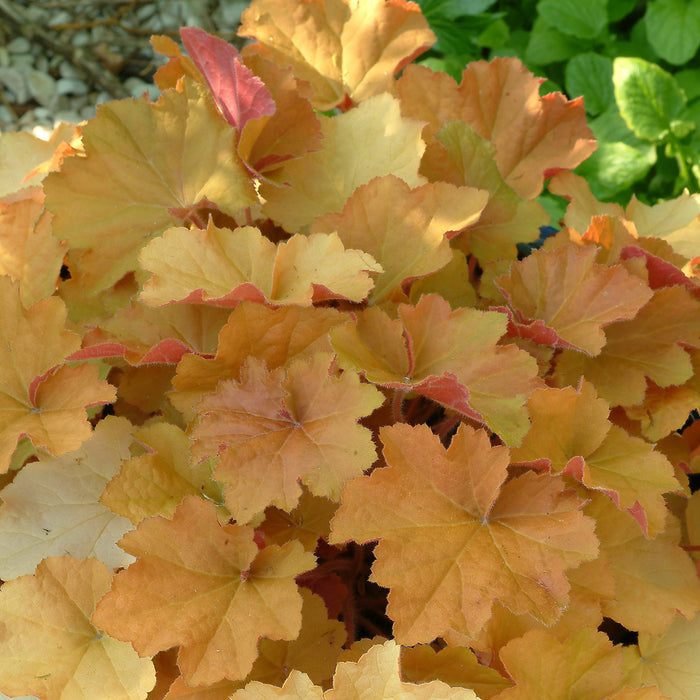 Heuchera 'Caramel' (2 Litre)