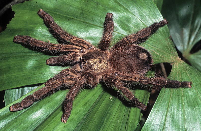 Puerto Rico Tarantula | Cyrtopholis cursor (S)