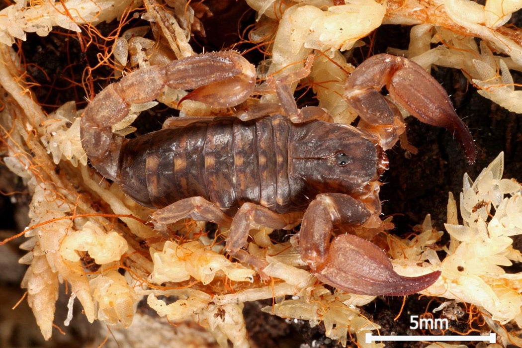 Thailand Black Scorpion | Chaerilus cimrmani (S)