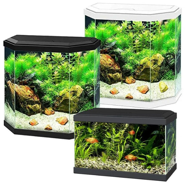 Aquarium Aquadisio Sarawak poisson d'eau froide, blanc - 10 litres  Aquadisio