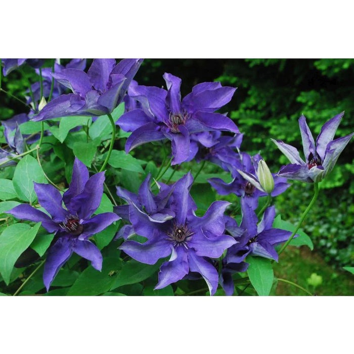 Clematis 'The President' 2.25 Litre (S-Pot)