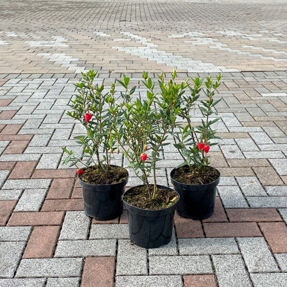 Crinodendron hookerianum | Chilean Lantern Tree 3 Litre