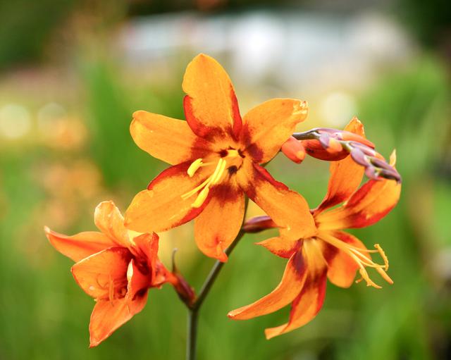 Crocosmia 'Emily McKenzie' 2L