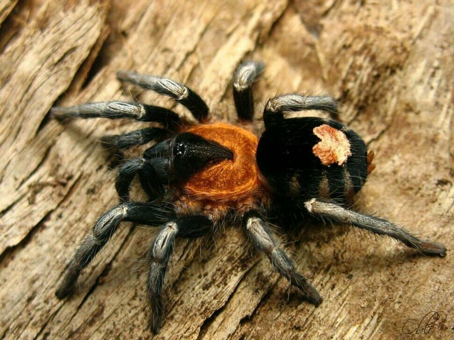 Trinidad Dwarf Tarantula | Cyriocosmus elegans (S)