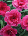 Dianthus 'Colores Pink'