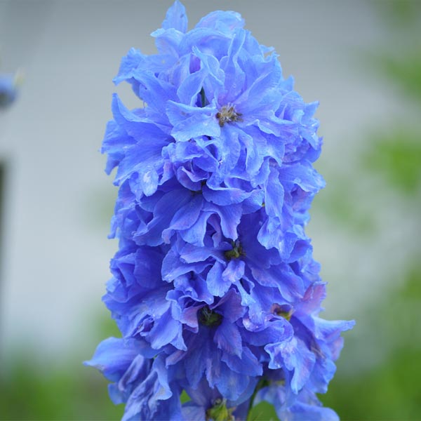 Delphinium 'Pacific Hybrids' Mix