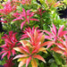 Pieris japonica 'Mountain Fire'