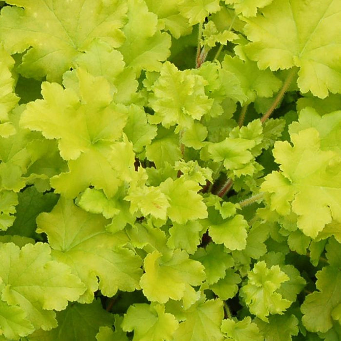 Heuchera 'Lime Marmalade' (2 Litre)