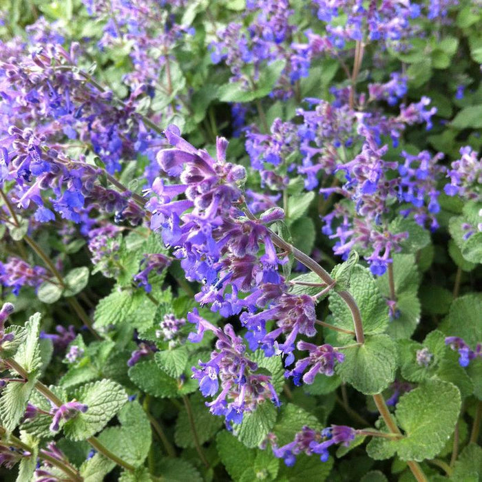 Nepeta Walkers Low 2 Litre