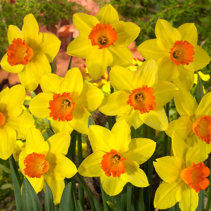 Daffodil Narcissus 'Red Devon' (3kg)