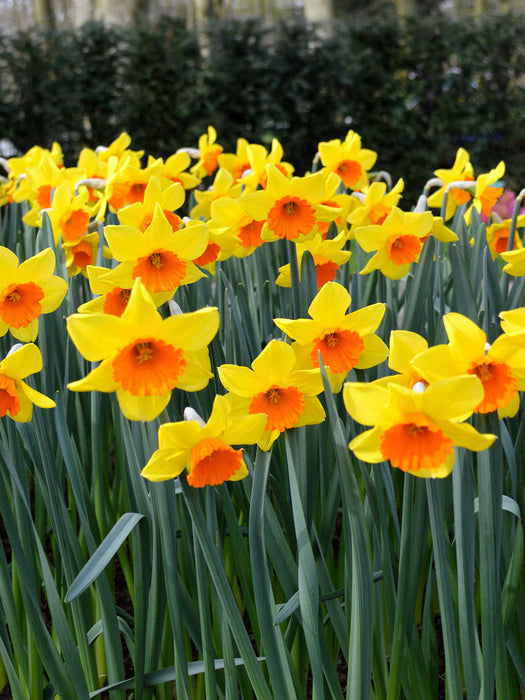 Daffodil Narcissus 'Red Devon' (3kg)