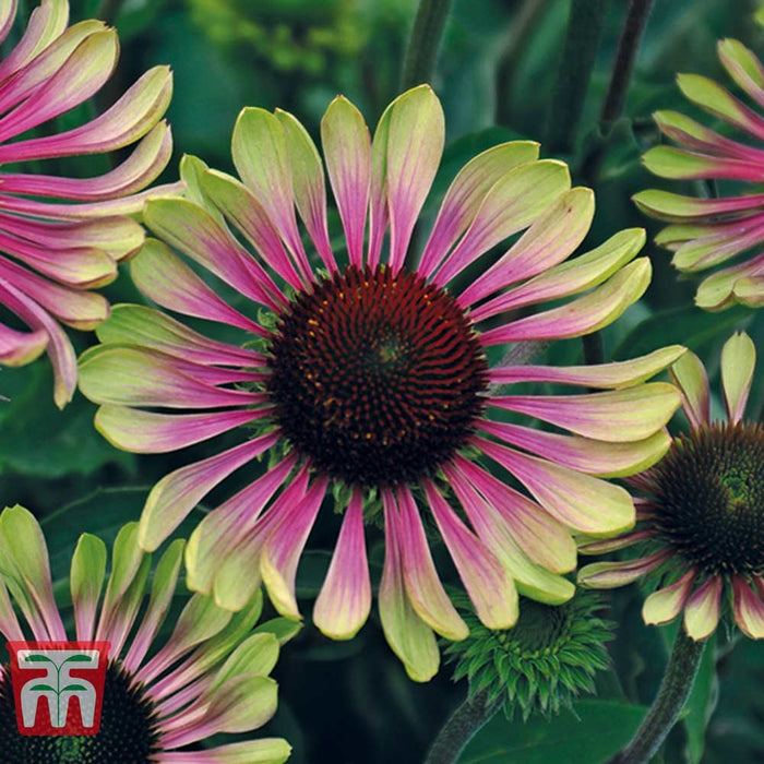 Echinacea 'Green Twister'