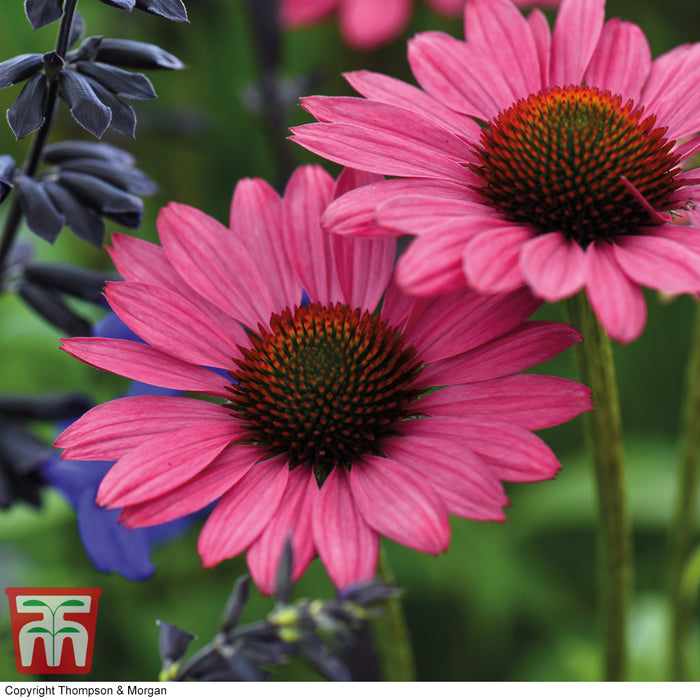 Echinacea Purpurea 'Magnus'