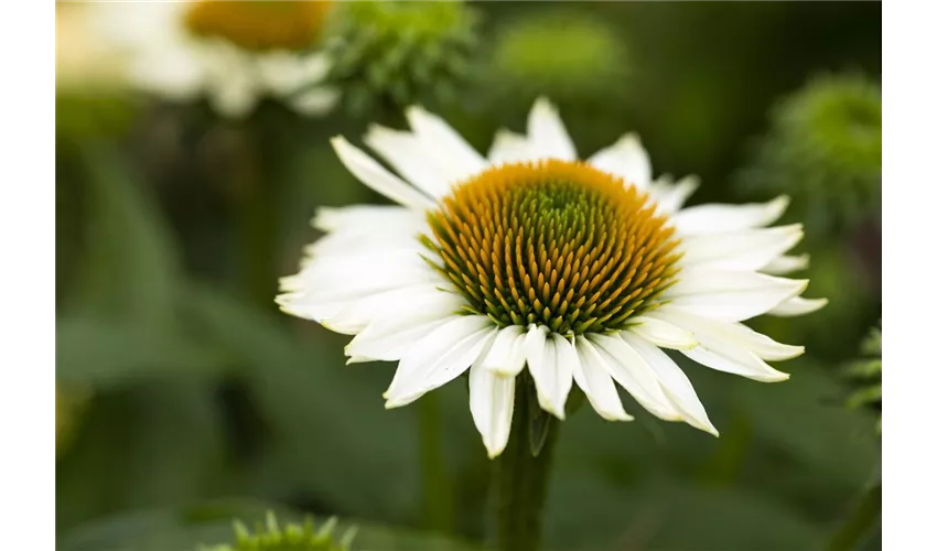 Echinacea 'Glory' (2 Litre)