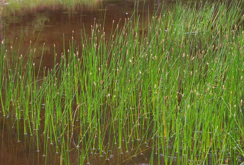 Eleocharis palustris P9