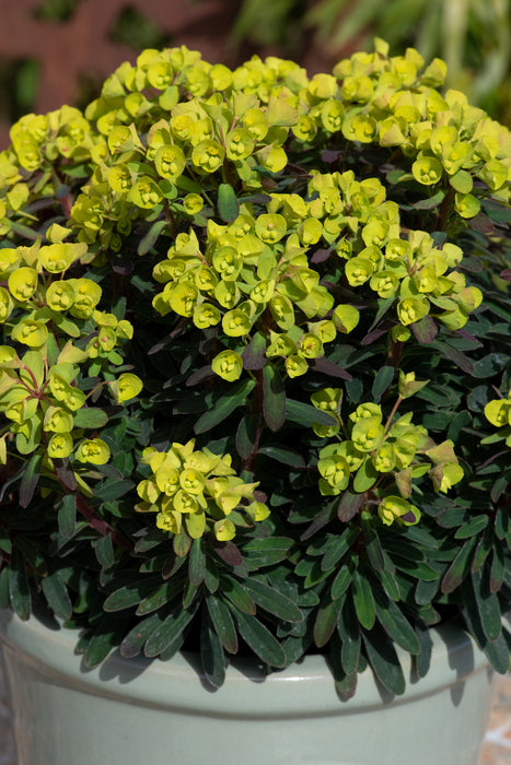 Euphorbia x mart. 'Ascot Petite' 2L