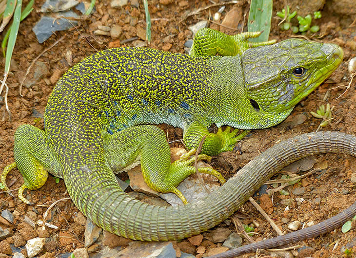 CB European Eyed Lizard