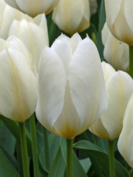 Tulip 'Purissima' (18 pack)