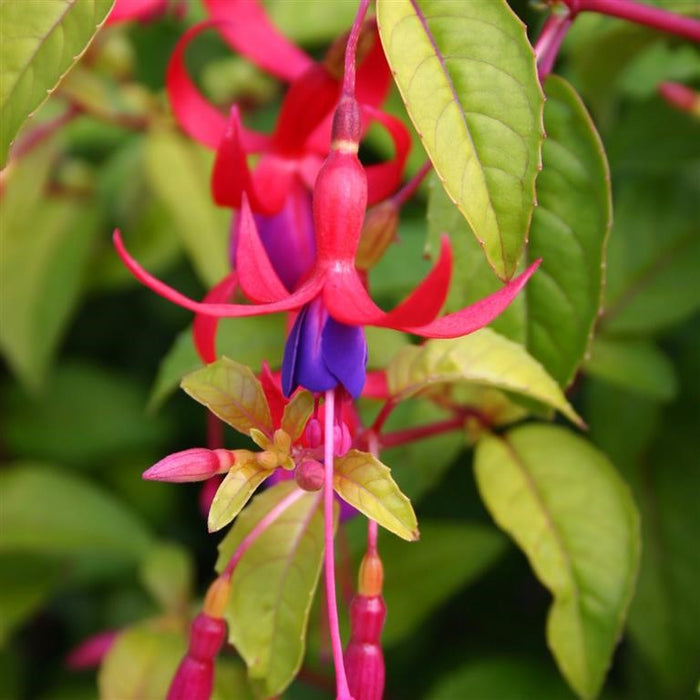 Fuchsia 'Genii' 2L