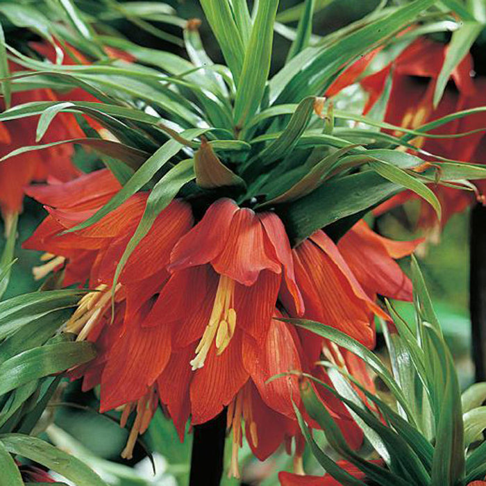 Fritillaria Imperialis 'Rubra' (1 per Pack)