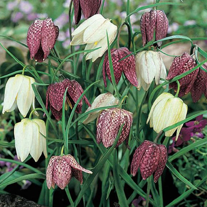 Fritillaria' Meleagris Mixed' (10 Pack)