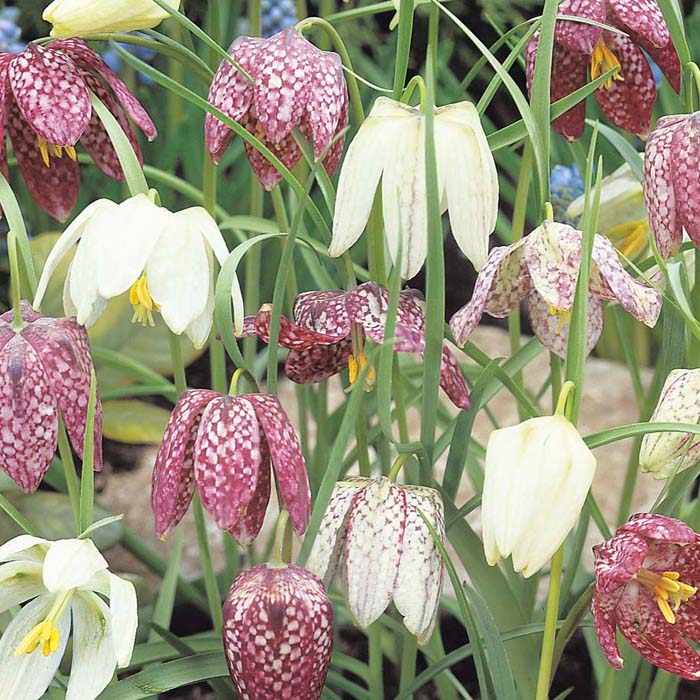 Fritillaria' Meleagris Mixed' (10 Pack)