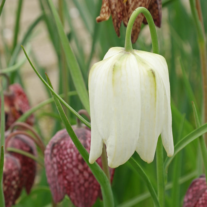 Fritillaria 'Meleagris Alba' (7 Pack)