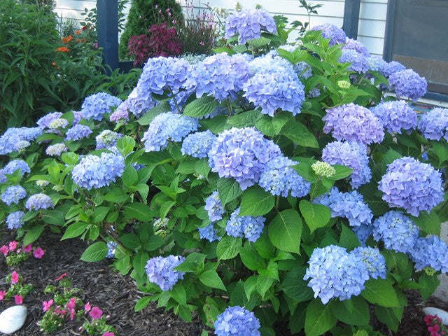 Hydrangea Macrophylla 'Blue'