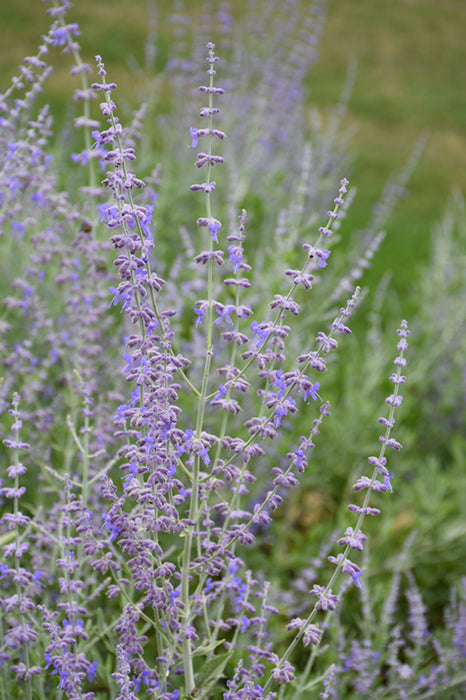 Perovskia atriplicifolia 'Blue Steel'