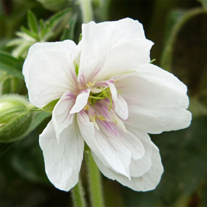 Geranium 'algera Double' R