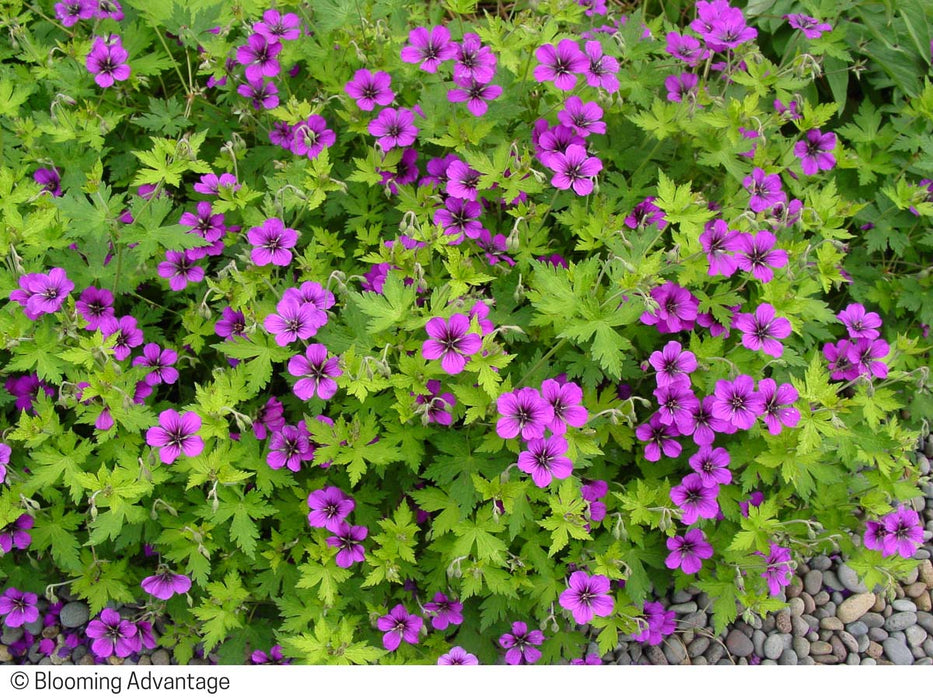 Geranium 'Ann Folkard' - cranesbill 2 Litre