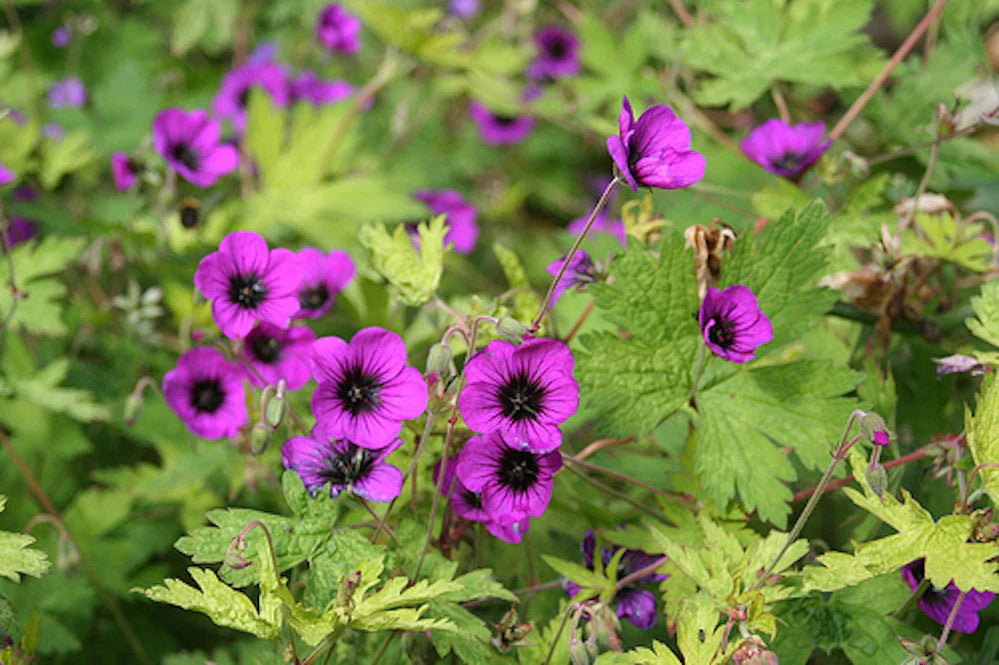 Geranium 'Ann Folkard' - cranesbill 2 Litre