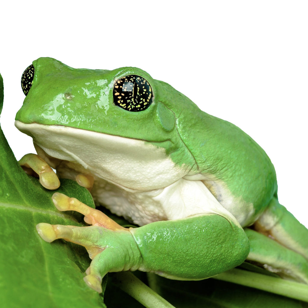Giant Mexican Leaf Frog — Newlands Garden Centre