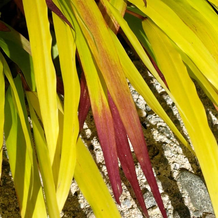 Hakonechloa macra 'Sunflare' 2L