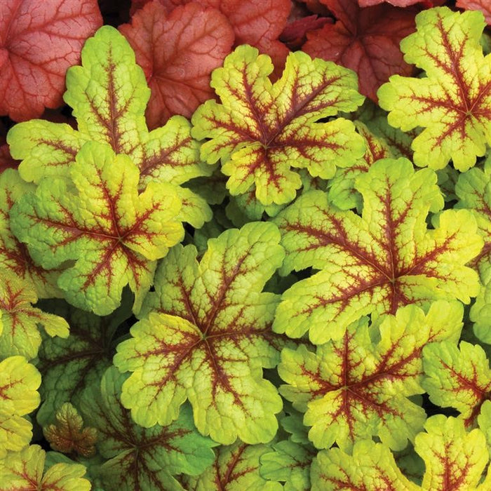 Heucherella 'Alabama Sunrise'   2L