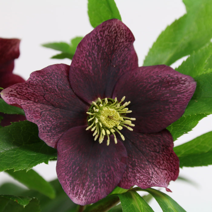 Helleborus ViV 'Victoria' | Lenten Rose (2 Litre)