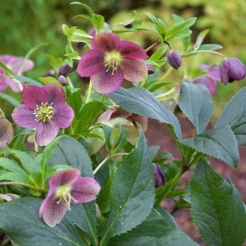 Helleborus ViV 'Victoria' | Lenten Rose (2 Litre)