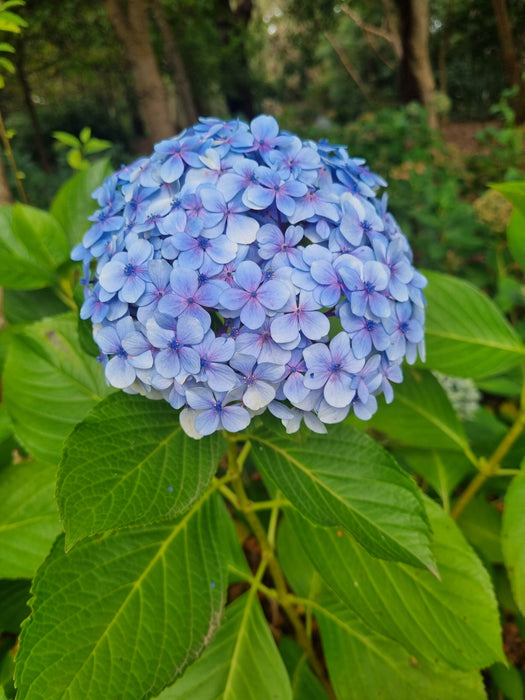 Hydrangea Macrophylla 'Blue'