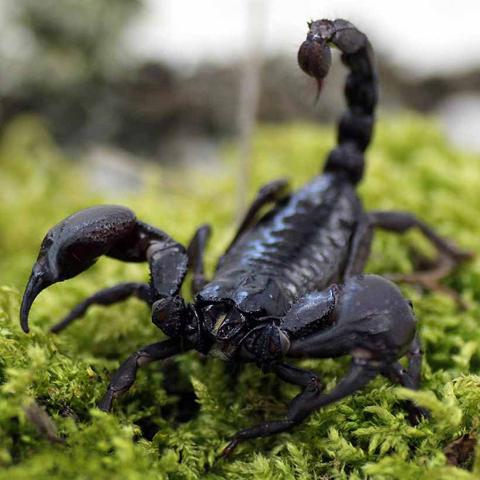 Vietnam Forest Scorpion