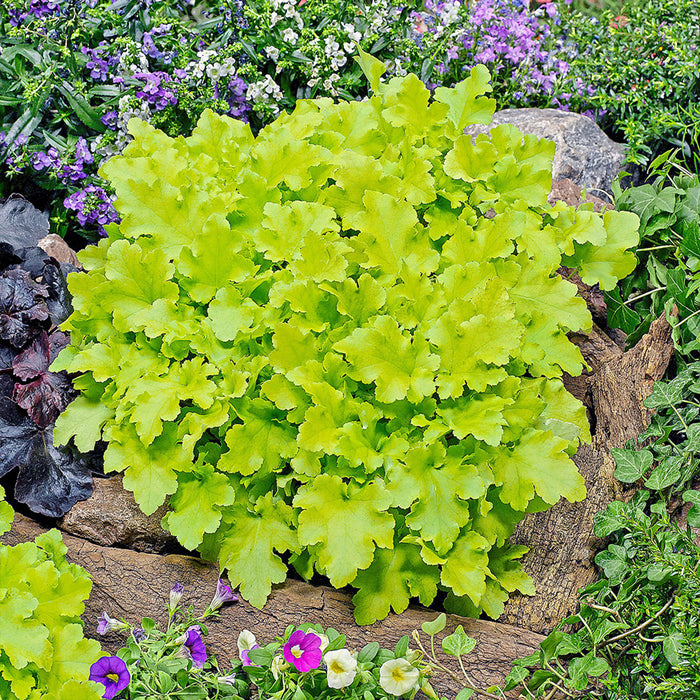 Heuchera 'Lime Marmalade' (2 Litre)