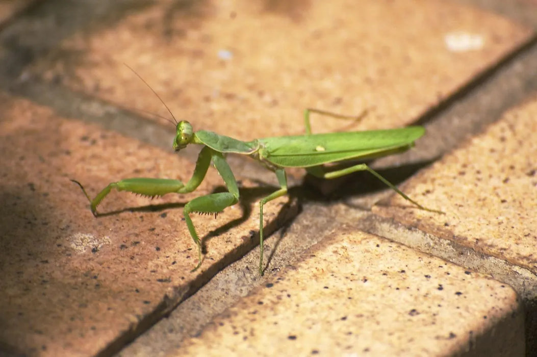 Giant Asian Mantis | Hierodula patellifera