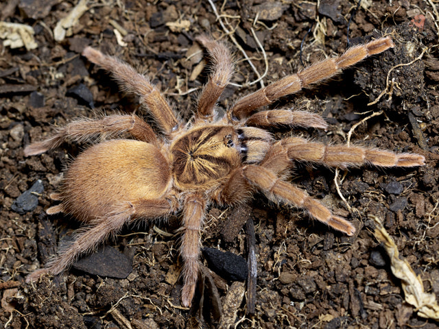 Trinidad Olive Tarantula | Neoholothele incei 'Gold' (Med)