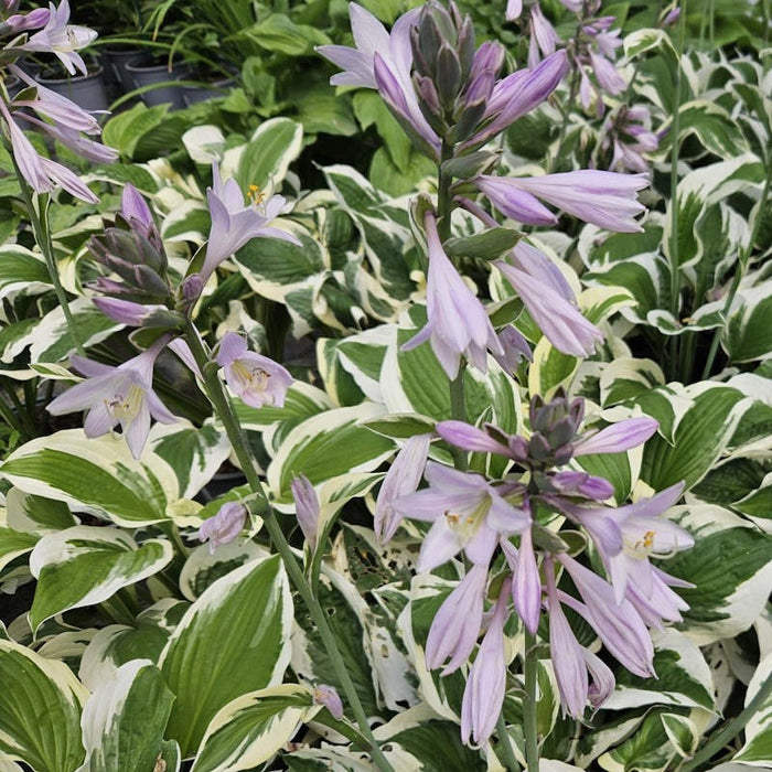 Hosta Patriot 3L