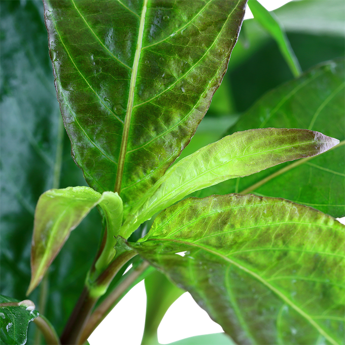 Hygrophila Corymbosa 'Stricta' XL