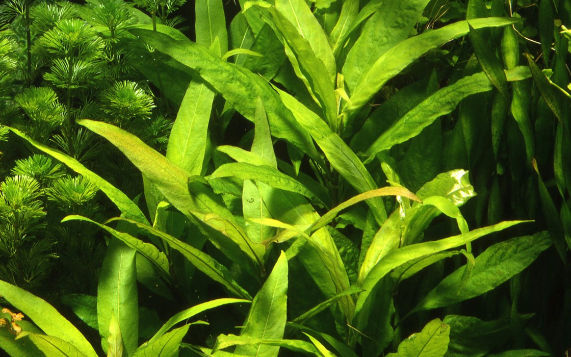 Hygrophila Corymbosa 'Stricta' XL