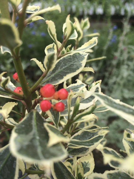 Rhamnus alaternus 'Argenteovariegata' 3L