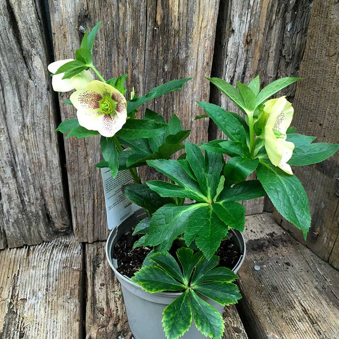 Helleborus ViV 'Maeva' | Lenten Rose (2 Litre)