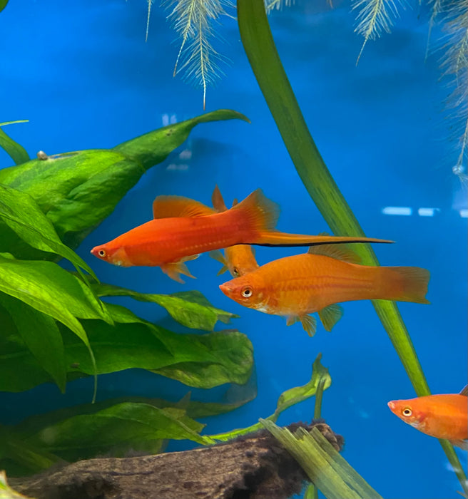 Swordtail Red L